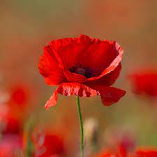 Remembrance Service